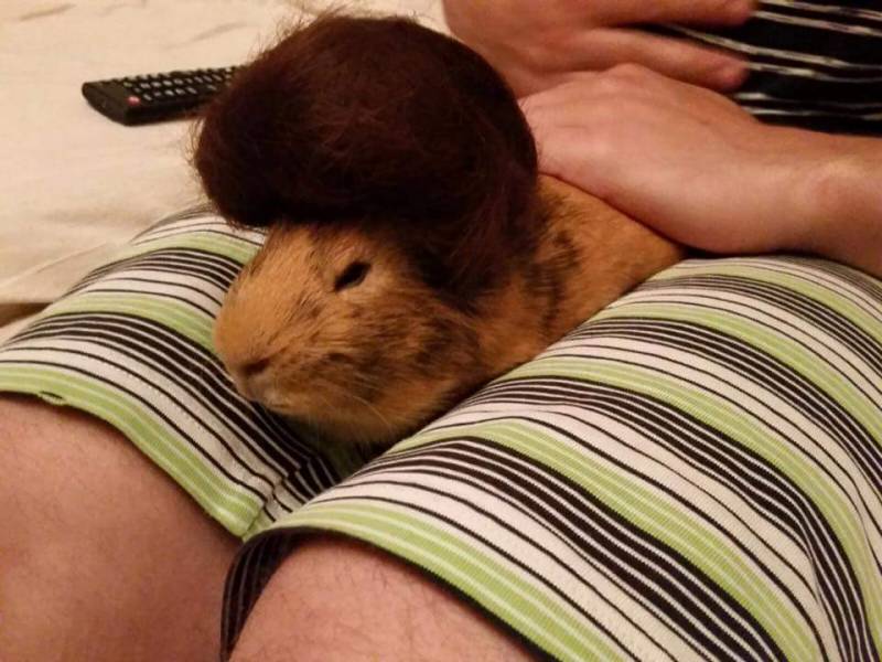 "My friend just cut her hair and used the leftovers to make a toupée for her guinea pig" "My friend just cut her hair and used the leftovers to make a toupée for her guinea pig"