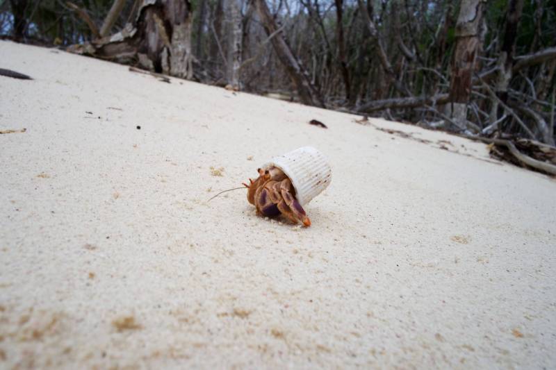 "My girlfriend found this hermit crab in Cuba using a toothpaste cap as a shell" "My girlfriend found this hermit crab in Cuba using a toothpaste cap as a shell"