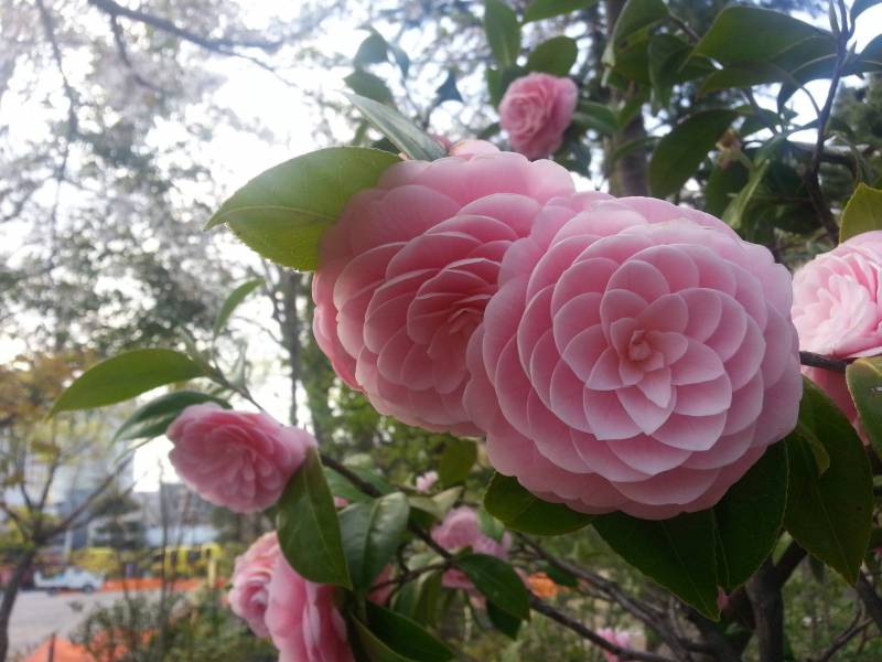 Japanese Flower: Phi at its finest!